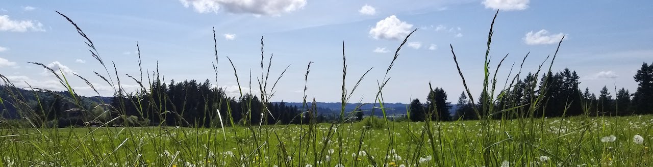 A field near Hidden Falls Nature Park, Happy Valley, Oregon